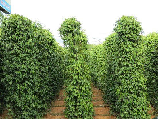 Peppers in Phu Quoc chez Le Ho